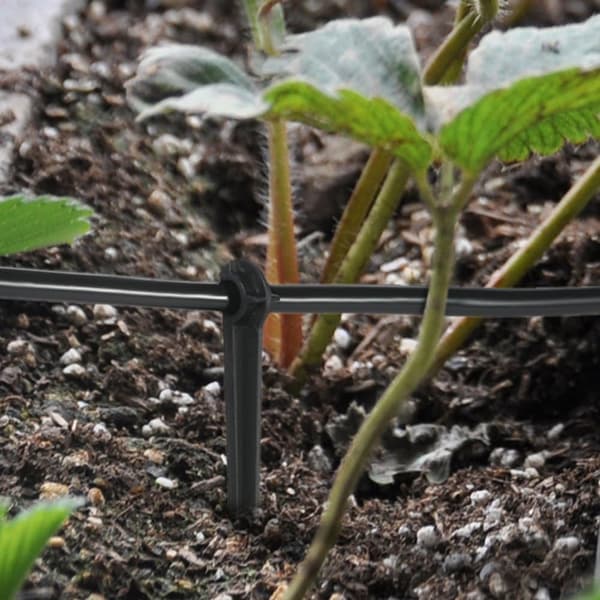 100 stk faste droppstemmer for blomsterbed, urter og hage