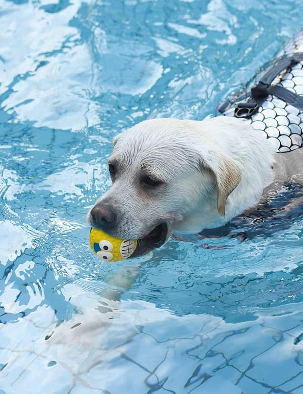 4 stk. Hundefotball med Kvitrelyd, Interaktive Latex Gummileker for Hunder