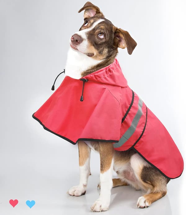 Sadetakki koirille Poncho