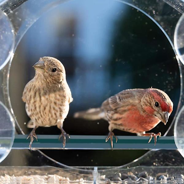 Sugekop fuglefoderautomat vindue fuglefoderautomat vejrbestandig husformet transparent akrylfoderautomat for nem observation