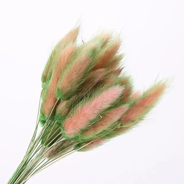 30 stk/lot naturlige tørkede blomster kaninhale gress bunt fargerike Lagurus Ovatus ekte blomsterbukett for hjem bryllup dekorasjon Grass Green