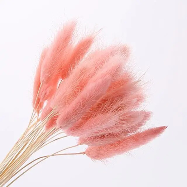 30 stk/lot naturlige tørkede blomster kaninhale gress bunt fargerike Lagurus Ovatus ekte blomsterbukett for hjem bryllup dekorasjon Light Pink