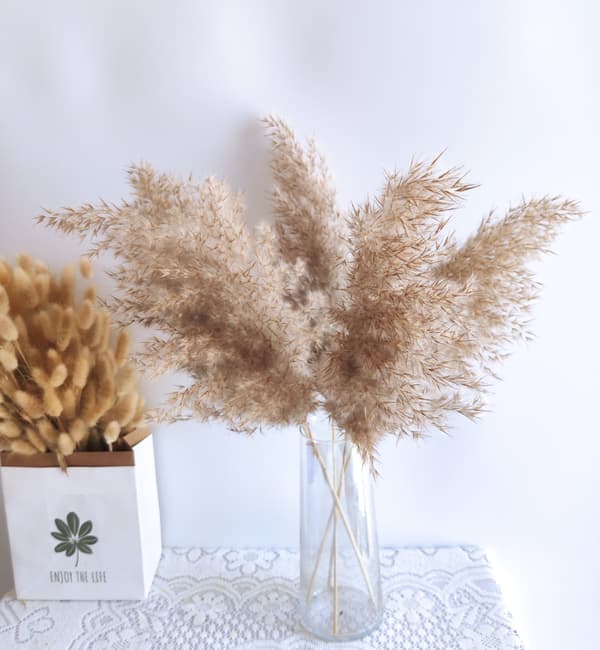 10-pack kuivattuja Pampas-ruokokasvikimppuja