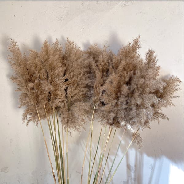 10-pack kuivattuja Pampas-ruokokasvikimppuja