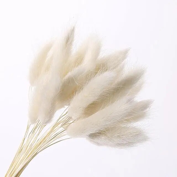 30 stk/lot naturlige tørkede blomster kaninhale gress bunt fargerike Lagurus Ovatus ekte blomsterbukett for hjem bryllup dekorasjon White
