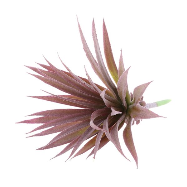 Konstgjorda suckulenta växter Naturtrogna blomgräs Hemväxter Dekor #5