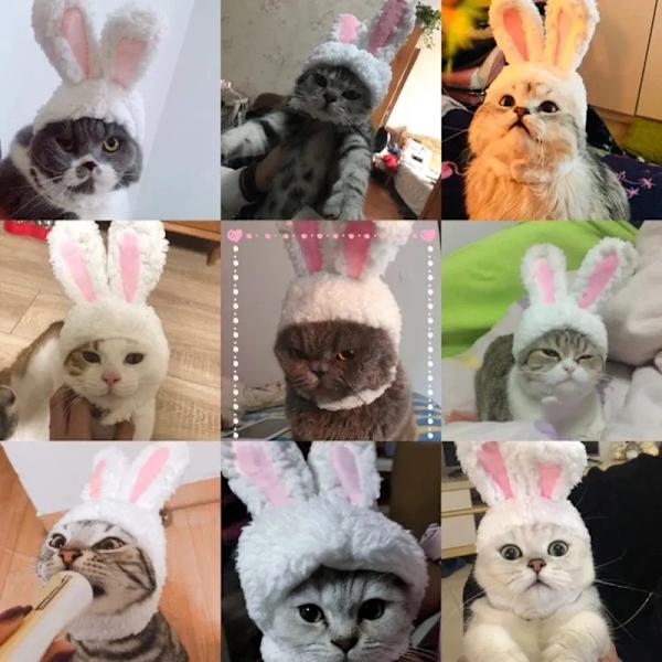 Kæledyr hunde katte hat tøj rekvisitter white