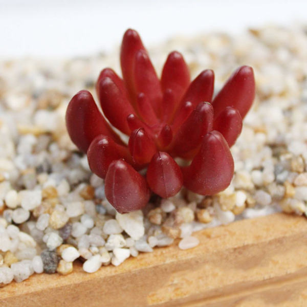 2,95' kunstig sukkulentplante Echeveria kontorhjeminnredning DIY #9