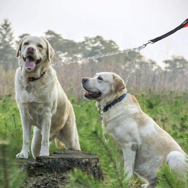 Dubbelt hundkoppel (M-3,5mm*60cm) Dubbel hundkedja 2-vägs krom
