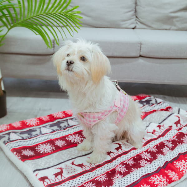 Pet Pad Katt Hundemadrass Myk varmt teppe, print