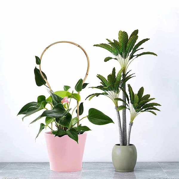 Form Bambus Plantestøtte - 40cm for Innendørs Klatreplanter, Eføy