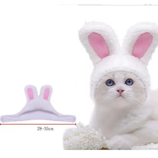 Kæledyr hunde katte hat tøj rekvisitter white
