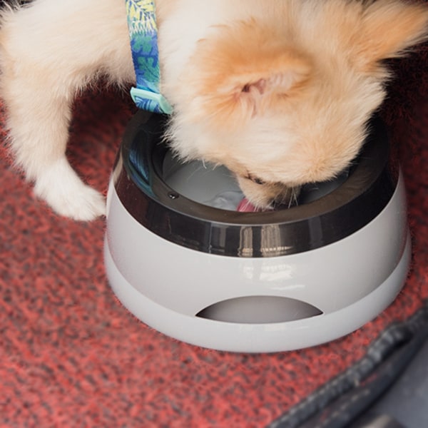 Hundevandskål No-Spill Kæledyrsvandskål Skridsikker bund 750 ml langsom vanddispenser til hunde Katte Bilrejser Blue