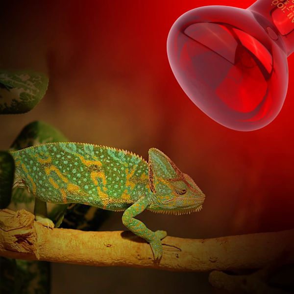 Reptil ljus 75W infraröd solbadplats