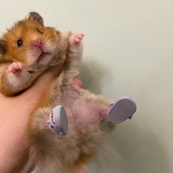 1 Par Mini Hajtofflor Silikon Husdjur Hamster Igelkott Skor Roliga Hajtofflor Avocado Green S