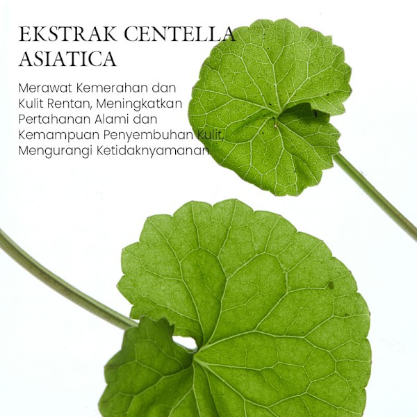 Fuktighetsgivende ansiktskrem med Centella Asiatica