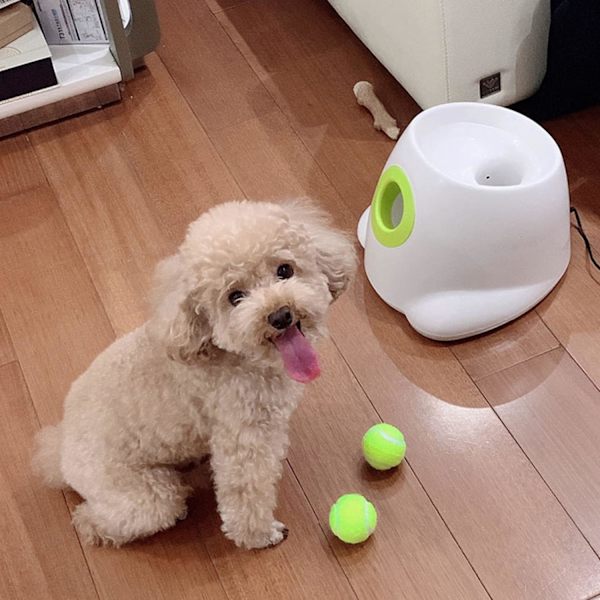 Automatisk hundeboldkaster, interaktivt hundelegetøj til indendørs/udendørs brug med tre rækkevidder, inklusive 3 mini tennisbolde og en datakabel, til små hunde