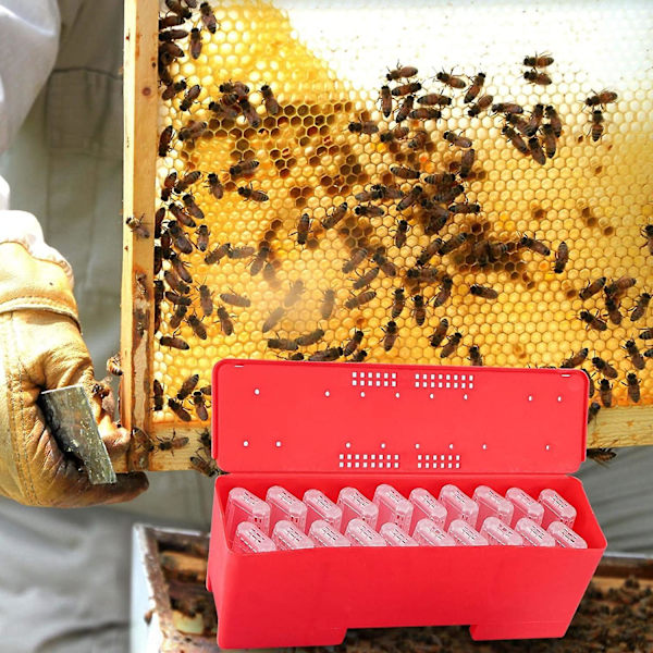 Queen Bee Cages - Bee Cell Incubator - 20 Queen Bee Cages, Birøkteroppdrettsutstyr for transport av Queen Bees