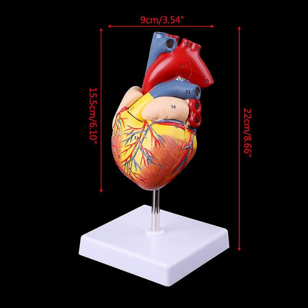 Medicinsk rekvisita modell demonterad anatomisk mänskligt hjärta modell anatomi medicinskt läromedel