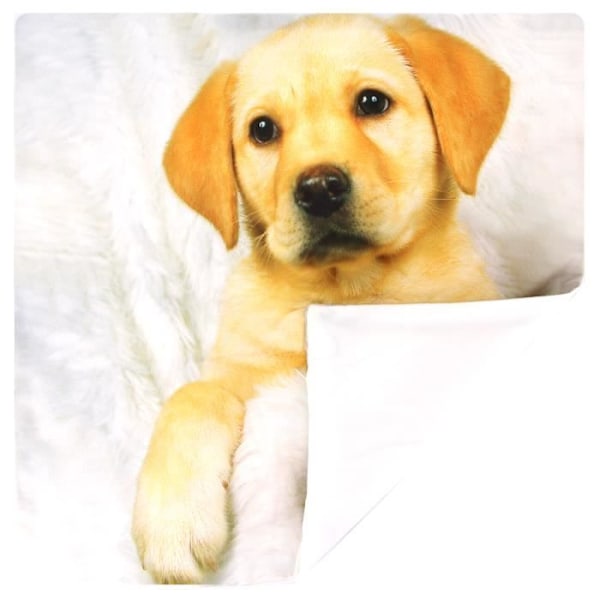 Sæt af 2 Pudeovertræk 40x40 cm Motif Hund Pels kastanj
