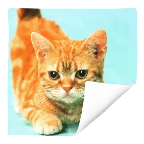 Pudevår - AVIZAR - Sæt af 2 - 40x40 cm - Gul Kat Mønster - Moderne Design Blå