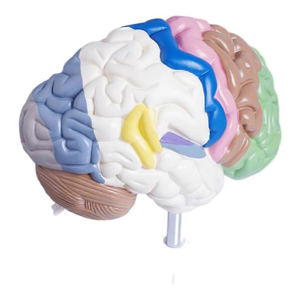 Anatomisk model af en halv menneskelig hjerne i naturlig størrelse, hjernemodel