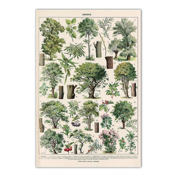 Vintage Trees print - 4 set 30 x 40 cm Vintage Tree -kuvia