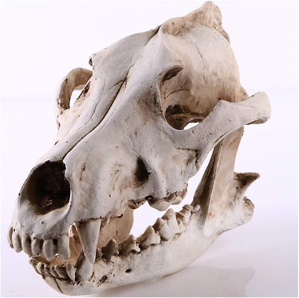 Wolf Skull Replica, Animal Skull Life Model Wolf Skull Model