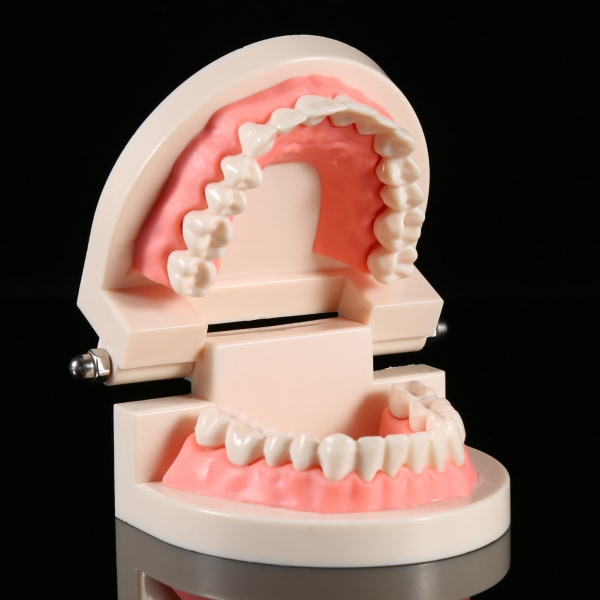 1 kpl PVC:stä hammaslääketieteen opetustutkimus Vakiomallin esittely Opettaa lapsia harjaamaan hampaita