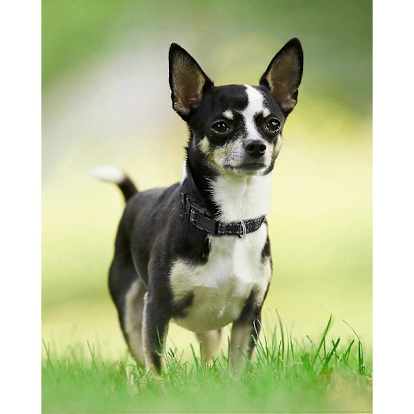 Hundehalsbånd, Reflekterende Polstret Neopren Kæledyrshalsbånd, Justerbare Nylonhalsbånd til Ekstra Små og Hvalpe Hunde, XL, Sort