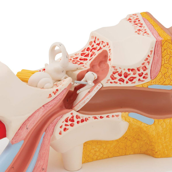 E10 öronanatomimodell, 3x förstoring, uppdelad i 4 delar + gratis dissektionsapp - 3B Smart Anatomy