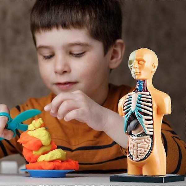 3D Avtagbar Anatomisk Människokropp Modell kompatibel med Utbildningsleksak Människokroppens Struktur Undervisning kompatibel med