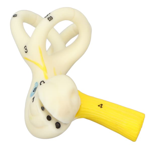 Öra Halvcirkelformad Kanal Anatomisk Modell 5X Förstoring Tydlig Struktur Inneröra Cochlea Modell