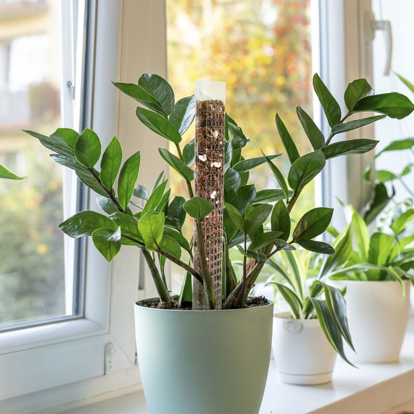 Växtplast Moss Pole Moss Stöder Klättring Växt Poler Sköldpadda Rygg Moss Rod för Växtstolpar och Torv