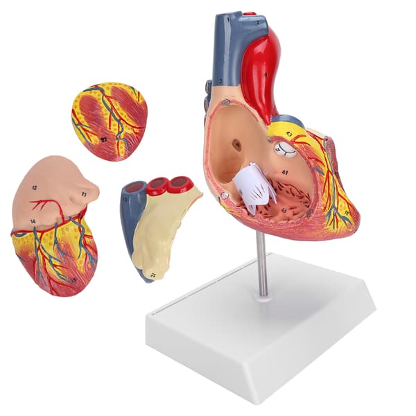 2X Livsstørrelse Hjerte Model Menneskeligt Hjerte Undervisningsmodel Simulations Hjerte Organ Model