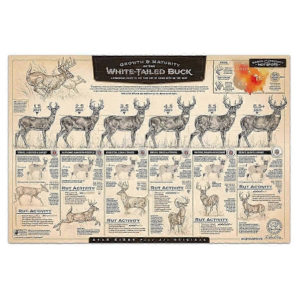 \"The Growth and Maturity of the White-Tailed Buck\" Paper Prints A