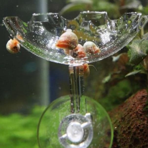 Akryl Akvarium Reje Foder Rør med Holder Clip Foderskål Sæt Akvarietilbehør (35cm)
