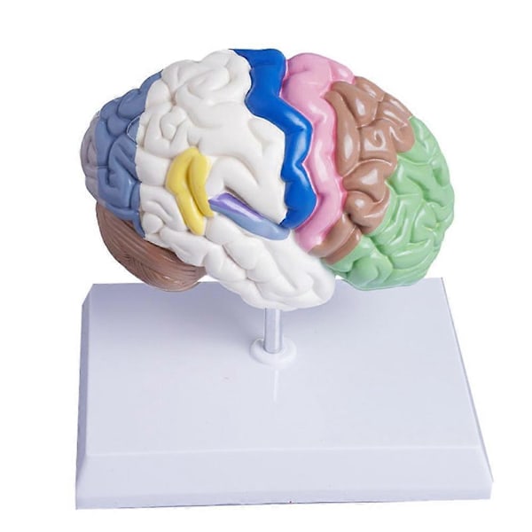 Anatomisk model af en halv menneskelig hjerne i naturlig størrelse, hjernemodel