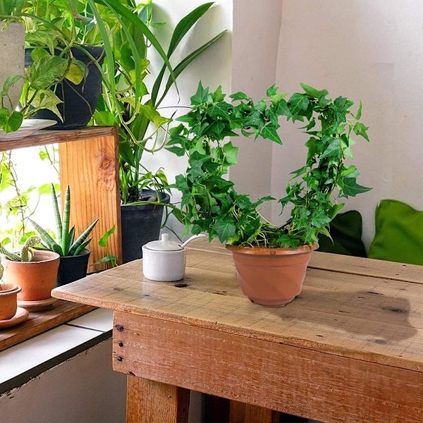 2 stk. Sort Jern Havehegn til Klatreplanter Vinstok Plante Metal Støttetråd Hjerteformet Planter Klatrestativ