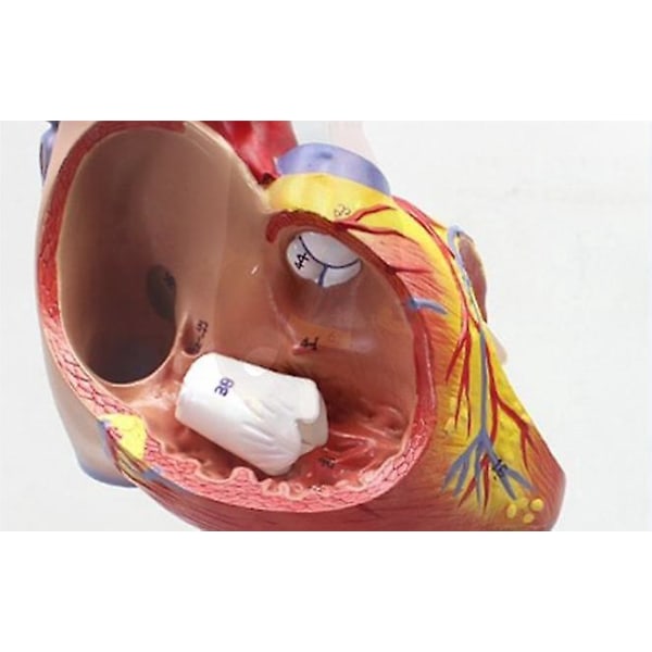 Menneskekropsmodel - Realistisk Anatomisk Visning med 34-delt Hjerte