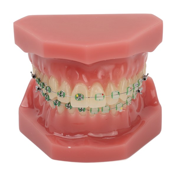 Hammasortopedinen demonstraatiomalli Hammasmalli metallilangoilla ja kiinnikkeellä opetukseen ja oppimiseen