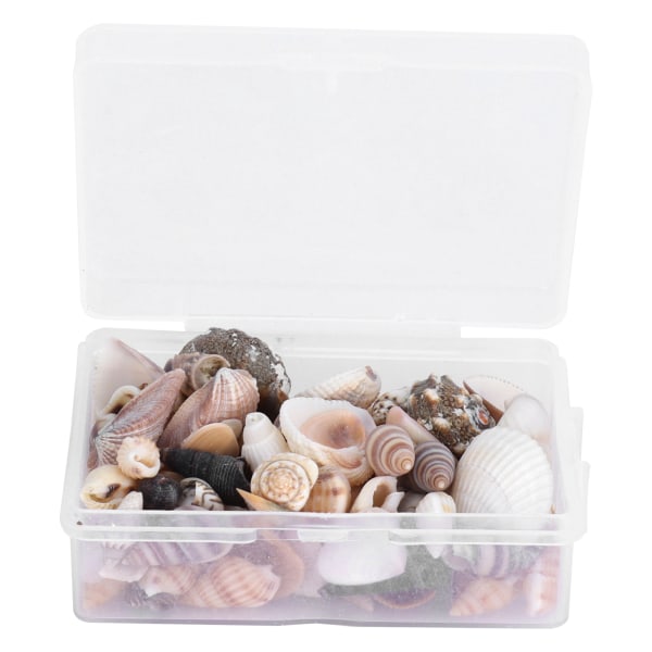 Smykker Craft DIY Shell Sea Snail Sæt Naturlig Muslingeskal Conch Bryllup Hjem Dekoration