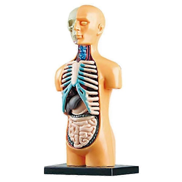3D Avtagbar Anatomisk Människokropp Modell kompatibel med Utbildningsleksak Människokroppens Struktur Undervisning kompatibel med