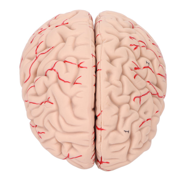 Human Brain Model Professionals Läkare som undervisar hjärnanatomi modell för sjukhusskola display