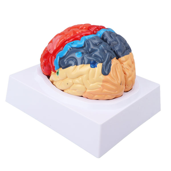 Anatomisk modell för mänsklig hjärna Cerebral artär färg partitionerad vänster höger hjärna monterad modell för inlärning