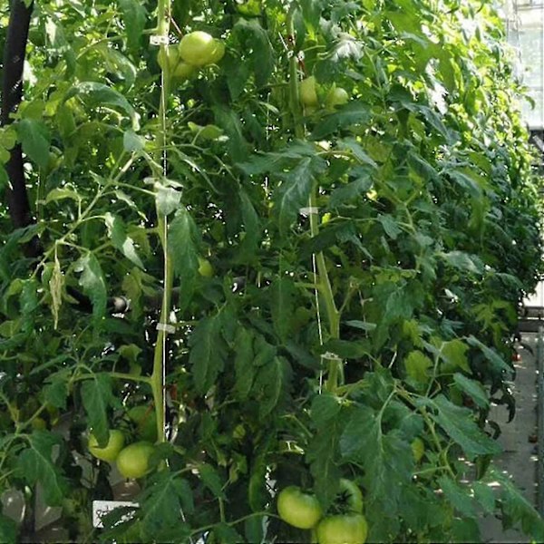 Tomatstöd Krok Tomatkrok Metall Tomatrep Tomatkrok Tomatställ Dragkrok För Växttillväxt 10m 6 Stycken