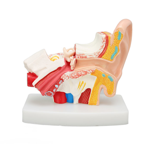 Menneskelige øre Anatomisk model Klar struktur Simulering indre øre model til uddannelse Display
