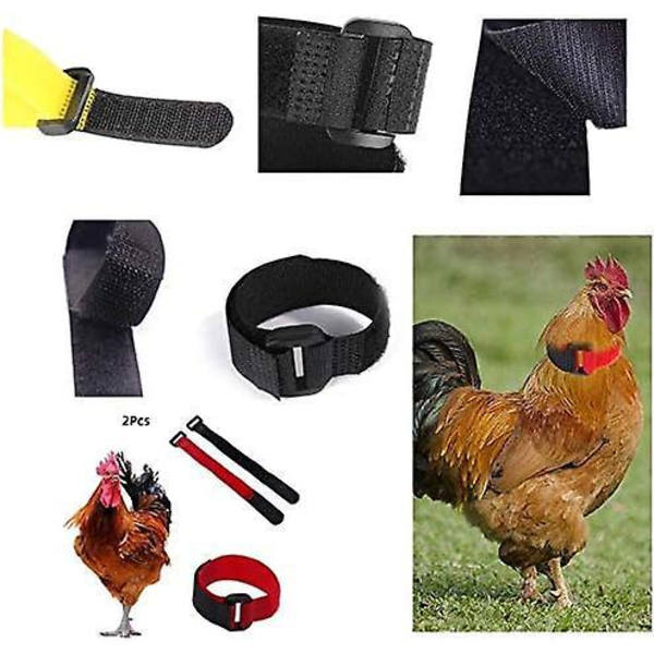 Säädettävä Anti-Crow Rooster -panta hiljaisille kanoille ja onnellisille naapureille