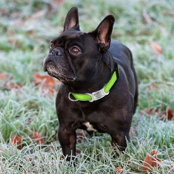 Reflekterende nylon hundehalsbånd, justerbart klassisk hundehalsbånd til hvalpe/ekstra små/små/mellemstore/store hunde. Grøn