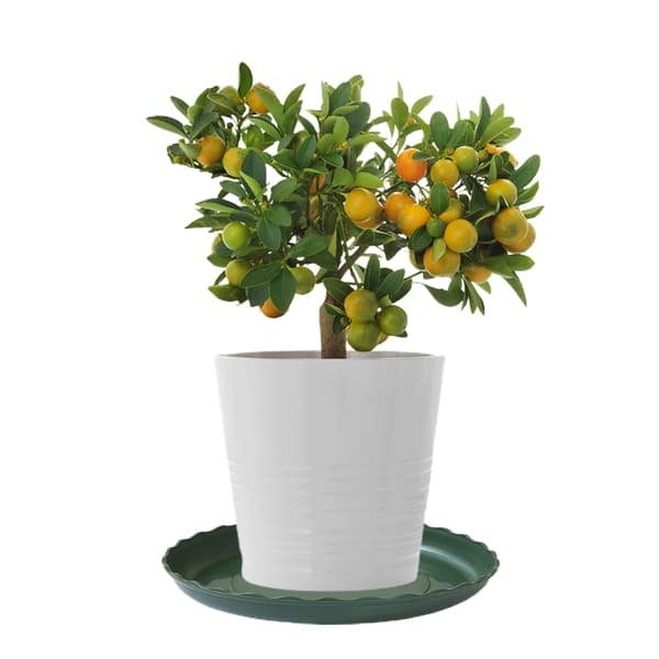 Blomkruka Vattenbricka i Plast - Rund Spetsdesign - 25,7x22x3cm - Militärgrön (1 Styck) grön